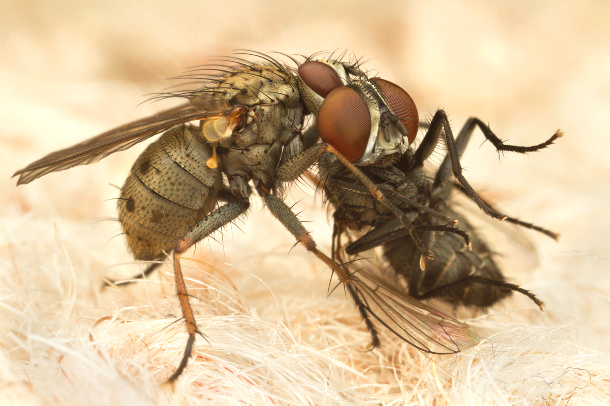 Coenosia species eating another muscid fly